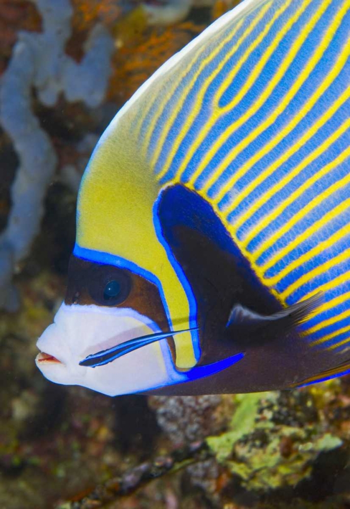 Indonesia, Komodo NP Angelfish being cleaned